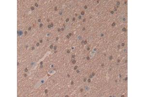 IHC-P analysis of Kidney tissue, with DAB staining. (LDOC1 Antikörper  (AA 1-146))