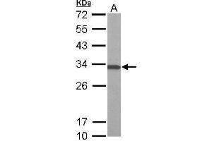 WB Image Sample (50 ug of whole cell lysate) A: Mouse brain 12% SDS PAGE antibody diluted at 1:1000 (ATP6V1E1 Antikörper  (Center))