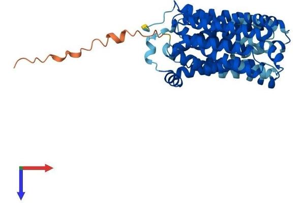SLC16A13 Protein (AA 1-428) (His tag)