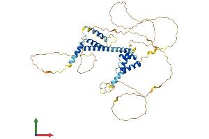 AlphaFold protein structure predicition of Human Recombinant MEIS2 Protein, UniprotID O14770