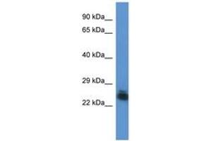 Image no. 1 for anti-Forty-Two-Three Domain Containing 1 (FYTTD1) (AA 134-183) antibody (ABIN6746830) (FYTTD1 Antikörper  (AA 134-183))