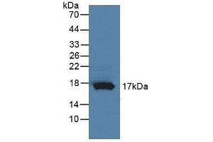 Detection of RNASE4 in Rat Pancreas Tissue using Polyclonal Antibody to Ribonuclease A4 (RNASE4) (RNASE4 Antikörper  (AA 30-147))