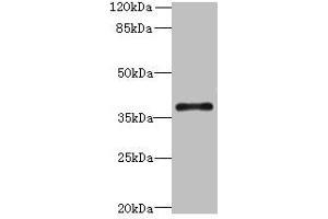 Western blot All lanes: SUCNR1 antibody at 6 μg/mL + Hela whole cell lysate Secondary Goat polyclonal to rabbit IgG at 1/10000 dilution Predicted band size: 39 kDa Observed band size: 39 kDa (SUCNR1 Antikörper  (AA 303-334))