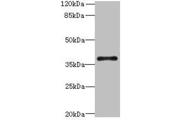 SUCNR1 Antikörper  (AA 303-334)