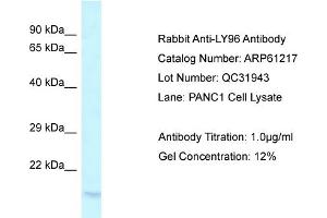 Western Blotting (WB) image for anti-Lymphocyte Antigen 96 (LY96) (C-Term) antibody (ABIN786363) (LY96 Antikörper  (C-Term))