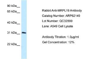 Western Blotting (WB) image for anti-Mitochondrial Ribosomal Protein L19 (MRPL19) (C-Term) antibody (ABIN2789037) (MRPL19 Antikörper  (C-Term))