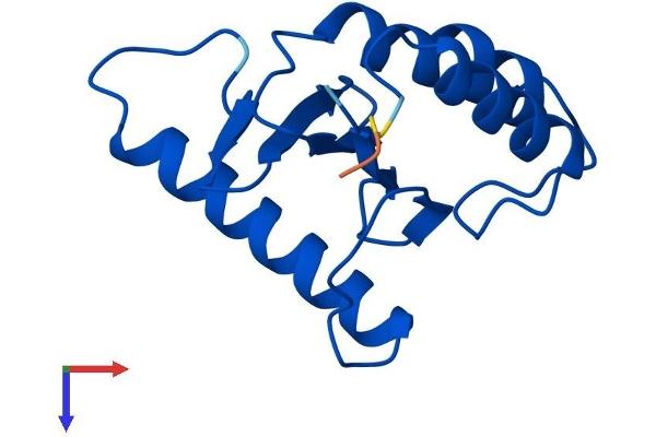 TRAPPC1 Protein (AA 1-145) (His tag)