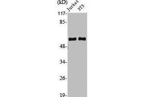 Western Blot analysis of Jurkat NIH-3T3 cells using Cyclin A1 Polyclonal Antibody (Cyclin A1 Antikörper  (C-Term))