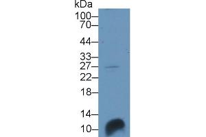 Detection of SCGB3A1 in Porcine Lung lysate using Polyclonal Antibody to Secretoglobin Family 3A, Member 1 (SCGB3A1)