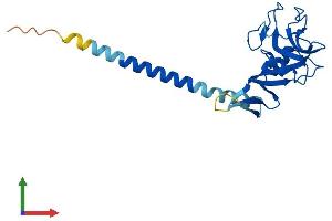 Protein Structure (PS) image for C-Type Lectin Domain Family 6, Member A (CLEC6A) (AA 1-209) protein (His tag) (ABIN7561634)