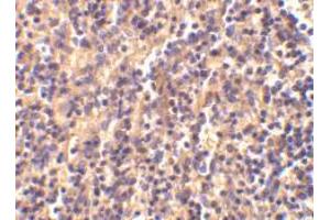 Immunohistochemical staining of human spleen tissue using AP30198PU-N caspase-4 antibody at 2 μg/ml. (Caspase 4 Antikörper  (Intermediate Domain))