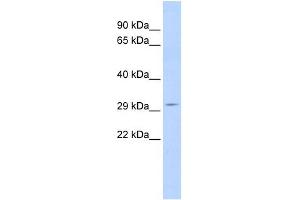 SCOTIN antibody used at 1 ug/ml to detect target protein. (SHISA5 Antikörper  (Middle Region))