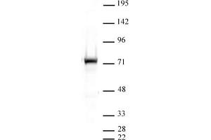 Western blot of PRMT5 antibody.
