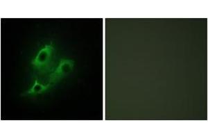 Immunofluorescence analysis of NIH-3T3 cells, using SERC2 Antibody. (PSAT1 Antikörper  (AA 341-390))