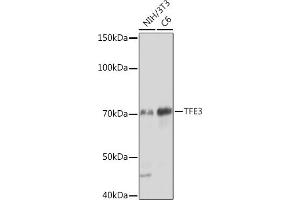 Western blot analysis of extracts of various cell lines, using TFE3 Rabbit mAb (ABIN1683323, ABIN3015205, ABIN3015206 and ABIN7101320) at 1:1000 dilution. (TFE3 Antikörper)