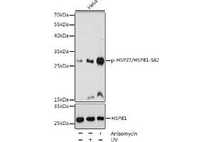 Western blot analysis of extracts of HeLa cells, using Phospho-HSP27/HSPB1-S82 pAb (ABIN3023549, ABIN3023550, ABIN3023551 and ABIN6225403) at 1:1000 dilution or HSP27/HSPB1 antibody (ABIN7267568). (HSP27 Antikörper  (pSer82))