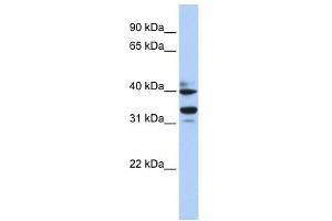 WB Suggested Anti-ZNF550 Antibody Titration:  0. (ZNF550 Antikörper  (N-Term))