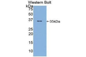 Western Blotting (WB) image for anti-CD1d Molecule (CD1D) (AA 32-302) antibody (ABIN1858292) (CD1d Antikörper  (AA 32-302))