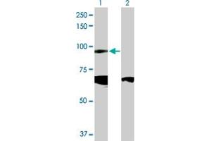 Western Blot analysis of CDH19 expression in transfected 293T cell line by CDH19 MaxPab polyclonal antibody. (CDH19 Antikörper  (AA 1-772))