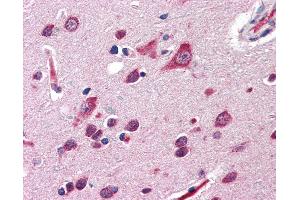 Anti-QSOX2 antibody IHC of human brain, cortex. (QSOX2 Antikörper  (Internal Region))