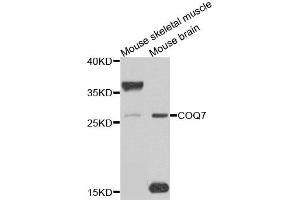 Western blot analysis of extracts of mouse skeletal muscle, using COQ7 antibody. (Coq7 Antikörper)
