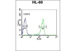 CN3 Antibody (C-term) 9817b flow cytometric analysis of HL-60 cells (right histogram) compared to a negative control cell (left histogram). (Calpain 3 Antikörper  (C-Term))