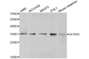 Western blot analysis of extracts of various cell lines, using SFTPA1 antibody. (Surfactant Protein A1 Antikörper)