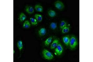 Immunofluorescent analysis of A549 cells using ABIN7175571 at dilution of 1:100 and Alexa Fluor 488-congugated AffiniPure Goat Anti-Rabbit IgG(H+L) (CACNG3 Antikörper  (AA 235-315))