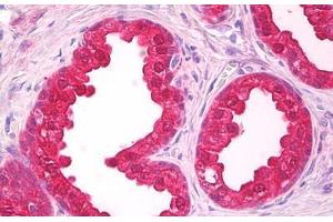 Anti-NOL3 antibody IHC staining of human prostate. (NOL3 Antikörper  (AA 191-208))