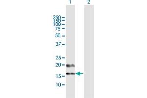 Western Blot analysis of PFDN4 expression in transfected 293T cell line by PFDN4 MaxPab polyclonal antibody. (PFDN4 Antikörper  (AA 1-134))
