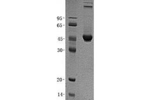 Validation with Western Blot (FH Protein (His tag))