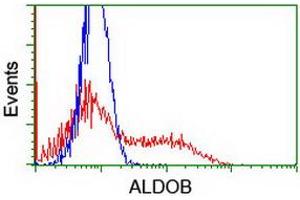Image no. 2 for anti-Aldolase B, Fructose-Bisphosphate (ALDOB) antibody (ABIN1496607) (ALDOB Antikörper)