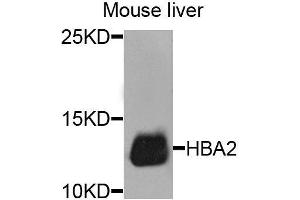 Western blot analysis of extracts of mouse liver, using HBA2 antibody. (HBa2 Antikörper  (AA 1-142))
