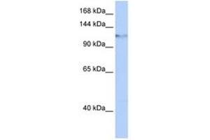 Image no. 1 for anti-Helicase, Lymphoid-Specific (HELLS) (AA 756-805) antibody (ABIN6742688) (HELLS Antikörper  (AA 756-805))