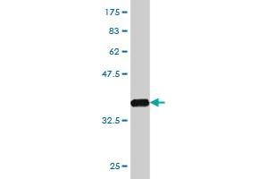 Western Blot detection against Immunogen (37. (GPR84 Antikörper  (AA 208-316))