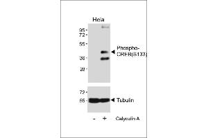 Western blot analysis of lysates from Hela cell line, untreated or treated with 20 % FBS + 100nM Calyculin A, using Phospho-CREB Antibody (upper) or tubulin(lower). (CREB1 Antikörper  (pSer133))