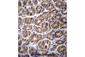 GPM6A Antibody (C-term) immunohistochemistry analysis in formalin fixed and paraffin embedded human stomach tissue followed by peroxidase conjugation of the secondary antibody and DAB staining.