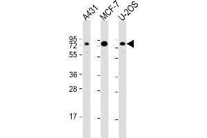 All lanes : Anti-BAG3 Antibody (N-Term) at 1:2000 dilution Lane 1: A431 whole cell lysate Lane 2: MCF-7 whole cell lysate Lane 3: U-2OS whole cell lysate Lysates/proteins at 20 μg per lane. (BAG3 Antikörper  (AA 31-62))