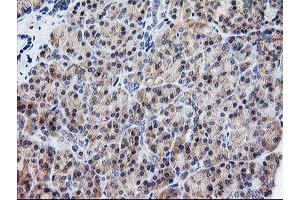 Immunohistochemical staining of paraffin-embedded Human pancreas tissue using anti-ATG3 mouse monoclonal antibody. (ATG3 Antikörper)