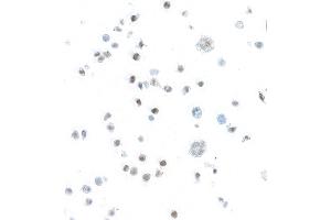 Immunocytochemistry (ICC) image for anti-Signal Transducer and Activator of Transcription 5B (STAT5B) (AA 737-787) antibody (ABIN7455110) (Rekombinanter STAT5B Antikörper  (AA 737-787))
