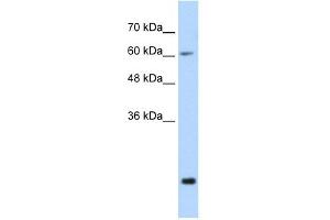FUS antibody used at 0. (FUS Antikörper  (N-Term))