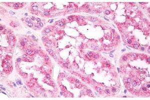 Anti-EIF3 antibody IHC staining of human kidney. (EIF3A Antikörper  (AA 550-600))