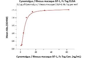 Immobilized Cynomolgus / Rhesus macaque CTLA-4, His Tag (ABIN2180926,ABIN2180925) at 2 μg/mL (100 μL/well) can bind Cynomolgus / Rhesus macaque B7-1, Fc Tag (ABIN2870586,ABIN2870587) with a linear range of 1-8 ng/mL (QC tested).