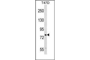 Western blot analysis of SEL1L Antibody (N-term) Cat.