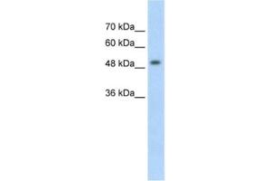 Western Blotting (WB) image for anti-Methyl CpG Binding Protein 2 (MECP2) antibody (ABIN2462717) (MECP2 Antikörper)