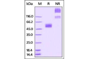 SDS-PAGE (SDS) image for CD47 (CD47) (AA 19-139) protein (Fc Tag) (ABIN4949197)