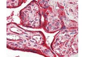 Immunohistochemical analysis of paraffin-embedded human placenta tissue using CALR monoclonal antibody, clone 1G6A7 . (Calreticulin Antikörper)