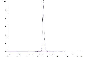 The purity of Biotinylated Human IL-1R3 is greater than 95 % as determined by SEC-HPLC. (IL1RAP Protein (His-Avi Tag,Biotin))