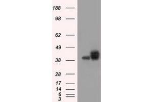 Image no. 2 for anti-Basigin (Ok Blood Group) (BSG) antibody (ABIN1498015) (CD147 Antikörper)
