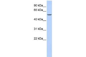 WB Suggested Anti-GATA6 Antibody Titration:  0. (GATA6 Antikörper  (N-Term))